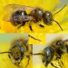 Osmia caerulescens
